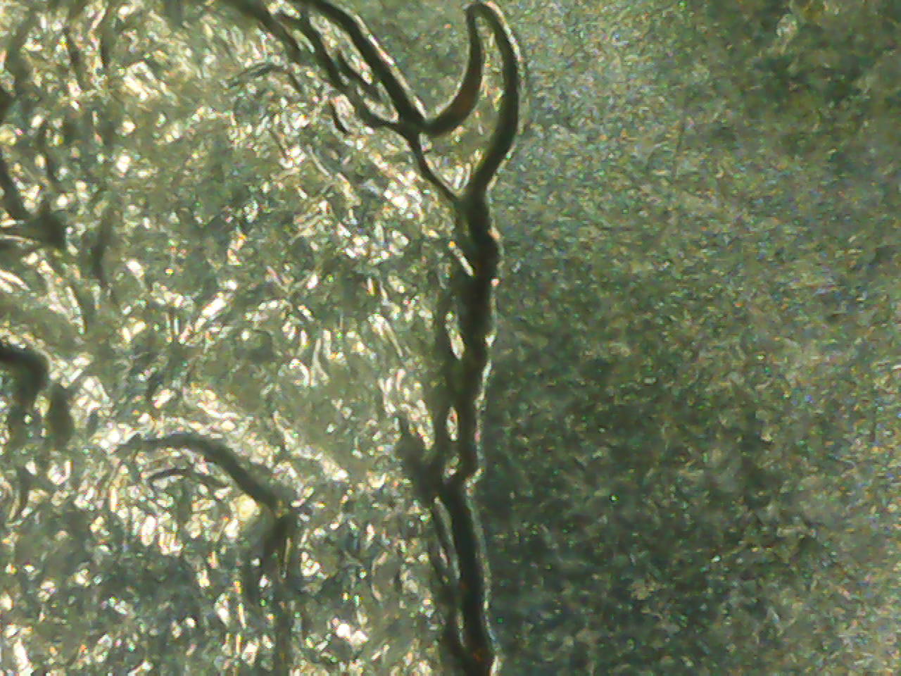 2005-D-Kansas-Quarter-Double-Buffalo-Head